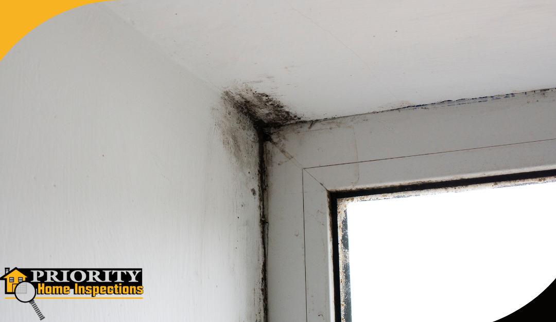 Common Mold Indicators Every Home Inspector Searches For